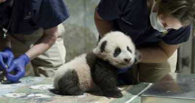 National Zoo panda cub named Xiao Qi Ji or 'Little Miracle' - clickorlando.com - China - Washington