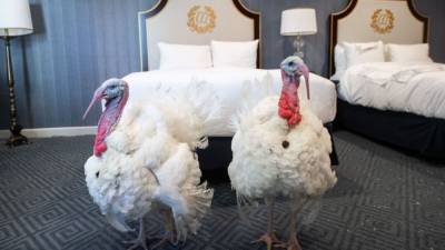 Donald Trump - Rose Garden - PHOTOS: Presidential turkeys arrive in DC ahead of annual pardon - fox29.com - Usa - Washington - city Washington - state Maryland