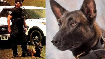 Police dog dies after falling down elevator shaft while searching for burglary suspects - fox29.com - state Pennsylvania - county Cambria