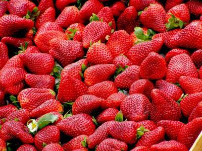 Strawberry picking season starting in Central Florida - clickorlando.com - state Florida