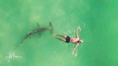 Insane drone video reveals huge hammerhead shark circling clueless swimmer in Florida - clickorlando.com - state Florida