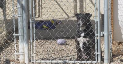 Lethbridge - Lethbridge sees surge in abandoned, surrendered pets as adoption numbers rise - globalnews.ca