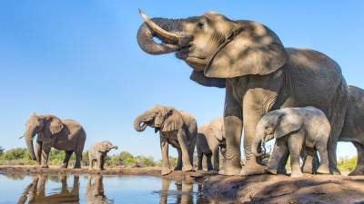 Elephants can lose two bathtubs full of water in a single day when it gets hot - sciencemag.org - France - Botswana