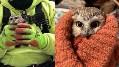 Owl found in Rockefeller Christmas tree has been set free - fox29.com - city New York - state Delaware