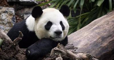 Calgary Zoo - Calgary Zoo reveals giant pandas Er Shun and Da Mao heading home to China Friday - globalnews.ca - China