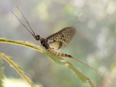 Brief buzz: Danish Mayfly named 2021 insect of the year - clickorlando.com - Switzerland - Austria - Germany - city Berlin - Denmark