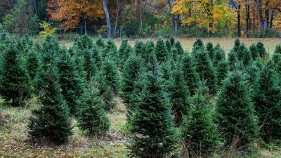 John Greim - Real Christmas trees provide holiday comfort for many amid COVID-19 pandemic - fox29.com - state Oregon - city Portland, state Oregon