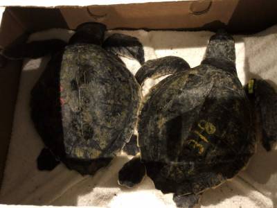 Rough rescue: Storms, broken plane force layover for turtles - clickorlando.com - state Tennessee - city Boston - city New Orleans