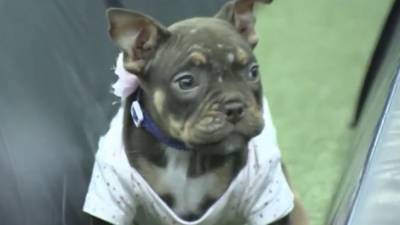 Paralyzed puppy from abusive home is thriving thanks to physical therapy - fox29.com - state Florida - county Lauderdale - city Fort Lauderdale, state Florida
