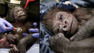 New England - Adorable baby gorilla born via C-section at Boston zoo - fox29.com - city Boston
