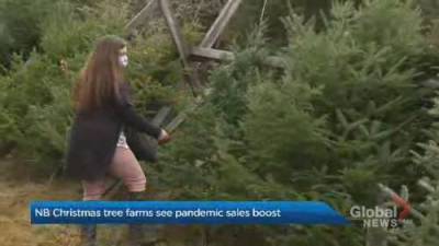 Travis Fortnum - New Brunswick farmers say Christmas tree sales are soaring - globalnews.ca