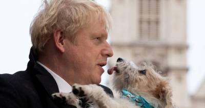 Boris Johnson - Matt Hancock - Boris Johnson's dog left wheezing amid fears he caught Covid during No10 outbreak - mirror.co.uk