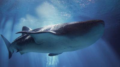 Georgia Aquarium mourns death of largest female whale shark - fox29.com - Taiwan - Usa - city Atlanta - Georgia - city Taipei, Taiwan