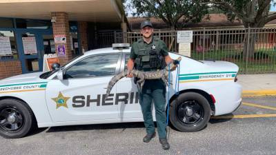 Alligator captured on Florida school playground - clickorlando.com - state Florida - county Okeechobee