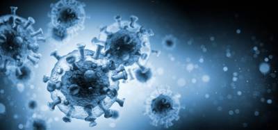 How WHO is working to track down the animal reservoir of the SARS-CoV-2 virus - who.int