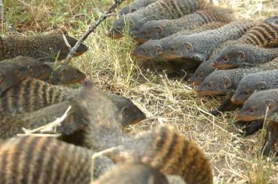 Female banded mongooses lead battle for chance to find mates - clickorlando.com - Washington - Uganda