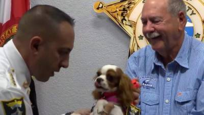 Charles Spaniel - Deputy Dog: Puppy pulled from mouth of alligator gets new job - clickorlando.com - state Florida - county Lee