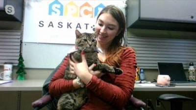 Brooke Weisbrod - Adopt a Pet: Shrek the cat - globalnews.ca