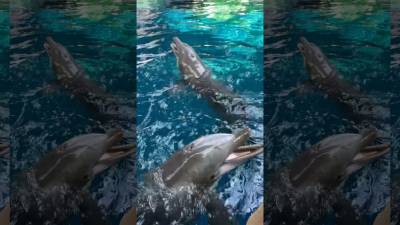 Dolphins have a blast as trainers blow bubbles at Georgia Aquarium - fox29.com - city Atlanta - Georgia