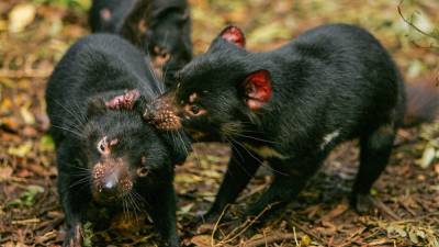 Tasmanian devils claw their way back from extinction - sciencemag.org