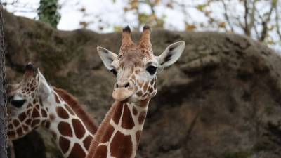 Bea from Tennessee: Philadelphia Zoo adds 15-month-old giraffe - fox29.com - state Tennessee - Philadelphia - city Philadelphia