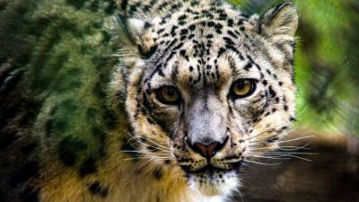 Snow leopard at Louisville Zoo tests positive for coronavirus; test results pending for 2 others - fox29.com - state Kentucky - city Louisville, state Kentucky