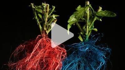 Watch roots from different plants compete for prime real estate underground - sciencemag.org