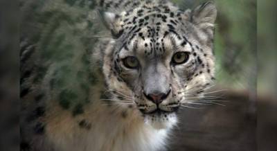 Snow leopard tests positive for COVID-19; zookeeper may have spread virus - clickorlando.com - state Florida