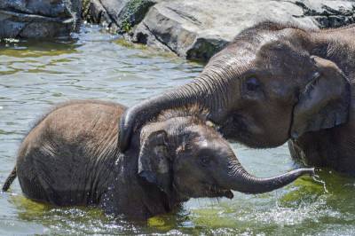Second young elephant dies from virus at New York zoo - clickorlando.com - New York - city New York