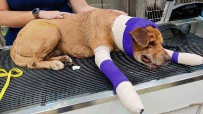 Austin News Appsign - Dog recovering in Lakeway after near-death experience with Mexican cartel - fox29.com - state Texas - Mexico