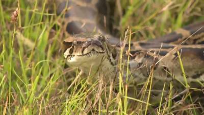 Snake and eggs? Floridians could soon eat invasive pythons - clickorlando.com - state Florida - county Lauderdale - city Fort Lauderdale, state Florida - Burma