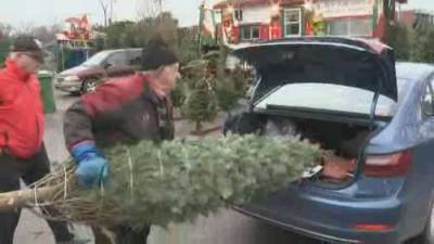 Christmas tree sales boom as people lift pandemic spirits - globalnews.ca