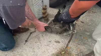 ‘It is so inhumane:’ Illegal animal traps found in Brevard County - clickorlando.com - Usa - state Florida - county Brevard - city Melbourne, state Florida