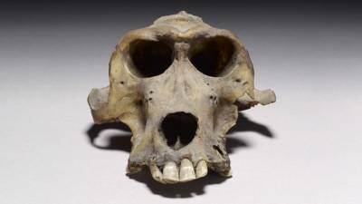 3300-year-old baboon skull may tell of mysterious ancient kingdom - sciencemag.org - Egypt