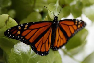 Feds to delay seeking legal protection for monarch butterfly - clickorlando.com