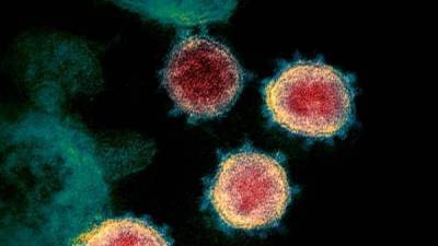 WHO to sift Chinese samples, data in hunt for coronavirus origins - livemint.com - China - city Beijing - Germany