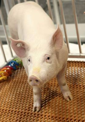 Silver Spring - US regulators OK genetically modified pig for food, drugs - clickorlando.com - New York - Usa