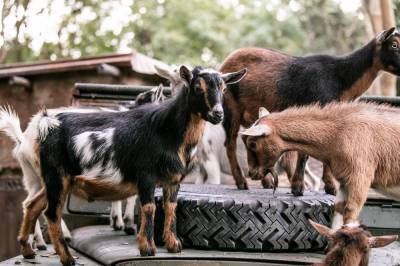 Nigerian dwarf goats take over warden outpost at Disney’s Animal Kingdom - clickorlando.com - Nigeria