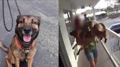 Deputies: Dog OK after being tossed from motel balcony; owner arrested - fox29.com - Germany - county Volusia - city Daytona Beach