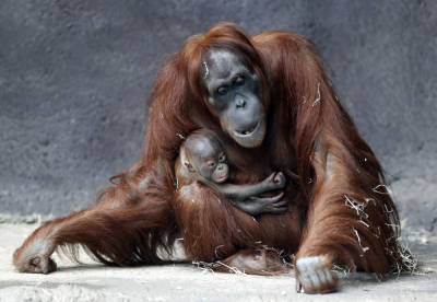 Prague zoo's month-old Sumatran orangutan finally has a name - clickorlando.com - Indonesia - city Prague - county Terry