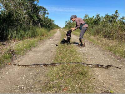 Good boy! Florida’s new python-sniffing dogs track down first snake - clickorlando.com - state Florida - city Tallahassee, state Florida - city Santa - county Miami-Dade - Burma
