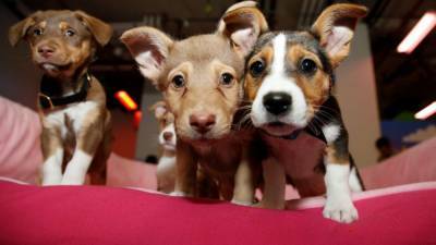 Puppy scams up 280% amid COVID-19 pandemic compared to 2019 - fox29.com - city New York