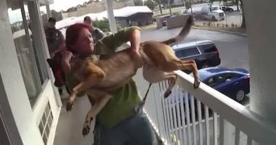 Woman charged with animal cruelty after dog thrown off motel balcony - globalnews.ca - state Florida - county Volusia - state Mississippi - city Daytona Beach, state Florida