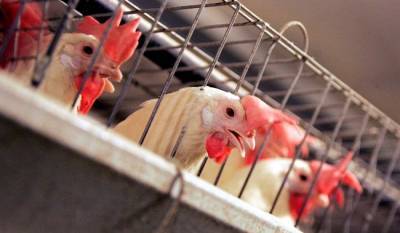 COVID-19 outbreak declared at second B.C. poultry plant this month - globalnews.ca