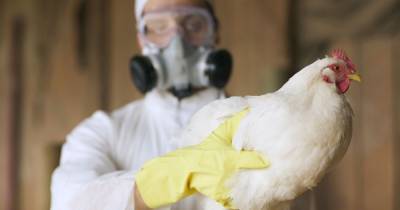 Bird flu found in Scotland as flock culled to stop spread of disease - dailyrecord.co.uk - Scotland