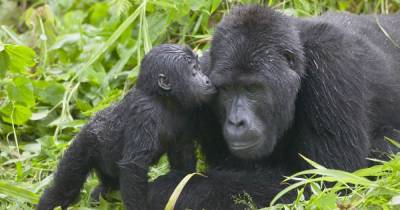 Fears gorillas will be wiped out by coronavirus over links to human DNA - dailystar.co.uk - Uganda