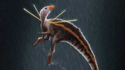 Chicken-size dino with a furlike mane stirs ethics debate - sciencemag.org - Germany - Brazil