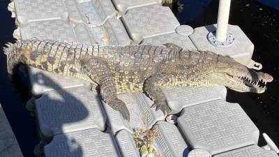 Rare, 70-year-old crocodile found sunbathing outside Florida home - clickorlando.com - Usa - state Florida