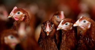 Bird flu confirmed in flock of chickens on farm in Orkney - dailyrecord.co.uk - Scotland