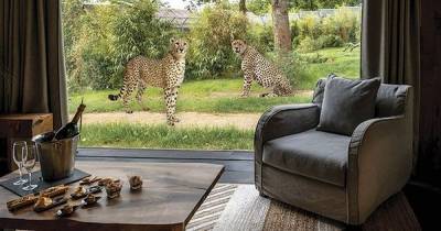 The holiday lodges where you can sleep next to cheetahs and elephants is finally accepting bookings - manchestereveningnews.co.uk - city Manchester